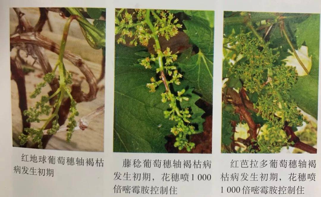 葡萄花期碰上这2种病最倒霉,抓紧防治吧_病害