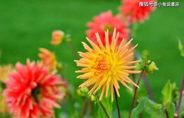 4月26日至4月30日 这些生肖富贵挡都挡不住 咸鱼将要大翻身 事业