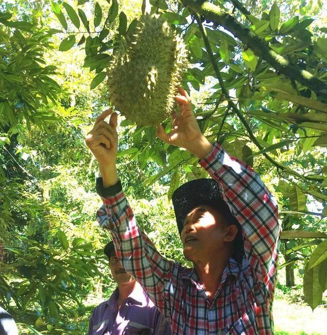 一棵榴莲树能收获400个果实,产量高为何价格还贵,果农给出答案_种植