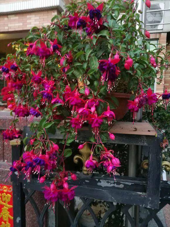 养了一盆花,挂满各种"小花灯",喜欢春秋天,夏天"度夏死"_倒挂金钟