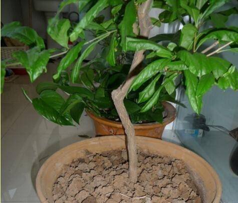 盆栽土怎么填土 d88b8e3f437d4da891cd9316ae943a66.jpeg