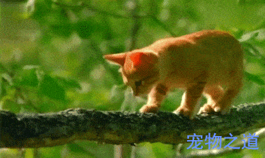 小猫爬上了树 1b532ce3c27b452093ea136f53323ba7.gif