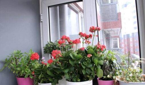 盆栽花卉品种 220206c78b91428e844a69985bfb8f81.jpeg