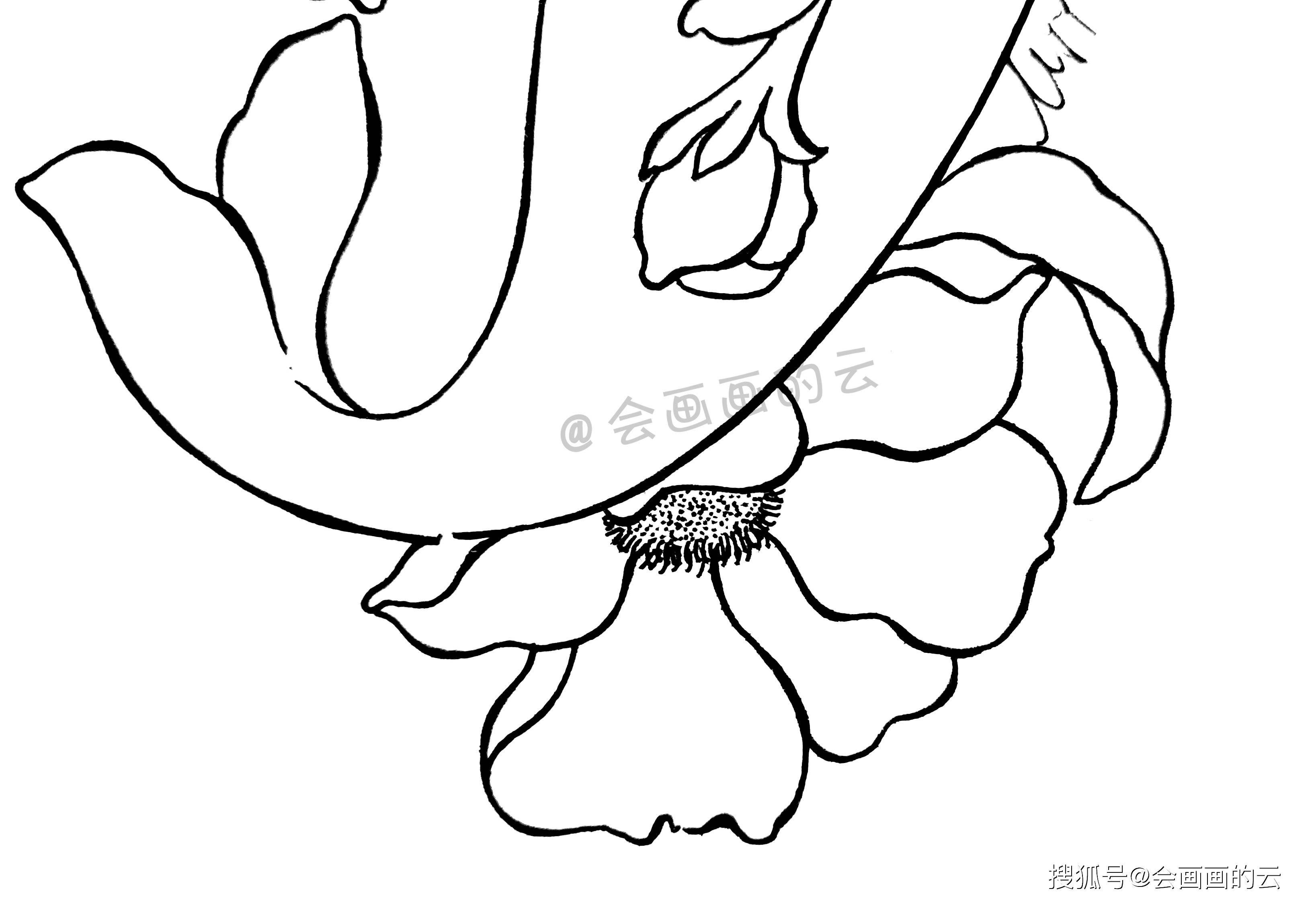 不会画画的看过来手把手教你用普通的中性笔画简笔画