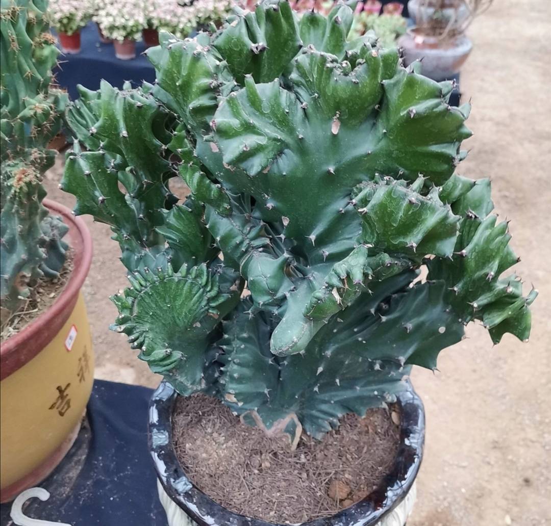 玉麒麟这种植物美观大方,又非常好养护,很适合平时没有时间管理花卉的