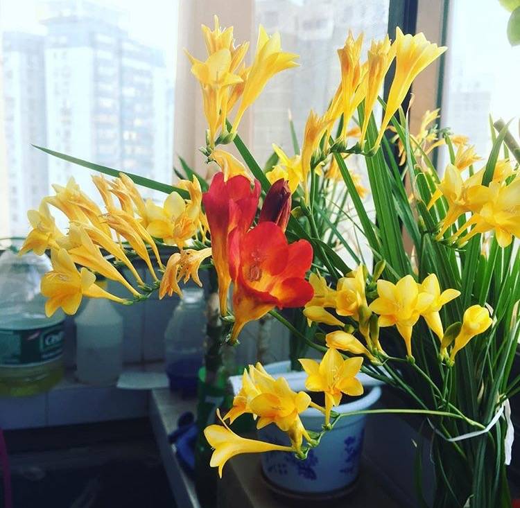 便宜小型鲜花 c895857f0a4a46d7ac01bbc40c545fab.jpeg