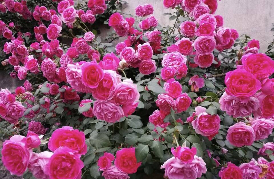 开花最大的月季花是哪个品种 ea9f06b2c1f44f75ab9d41704dade95d.jpeg