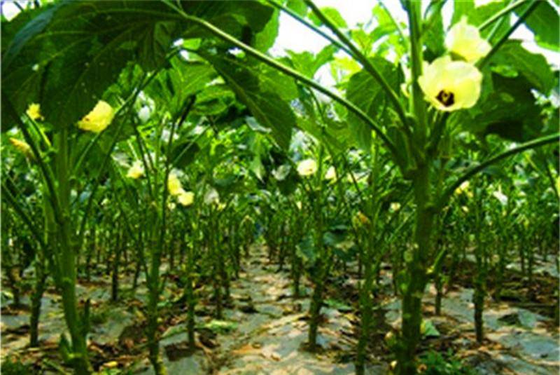 盆栽花卉怎么养才能根系发达 2bf373d31f004f6e834560b61290854a.jpeg