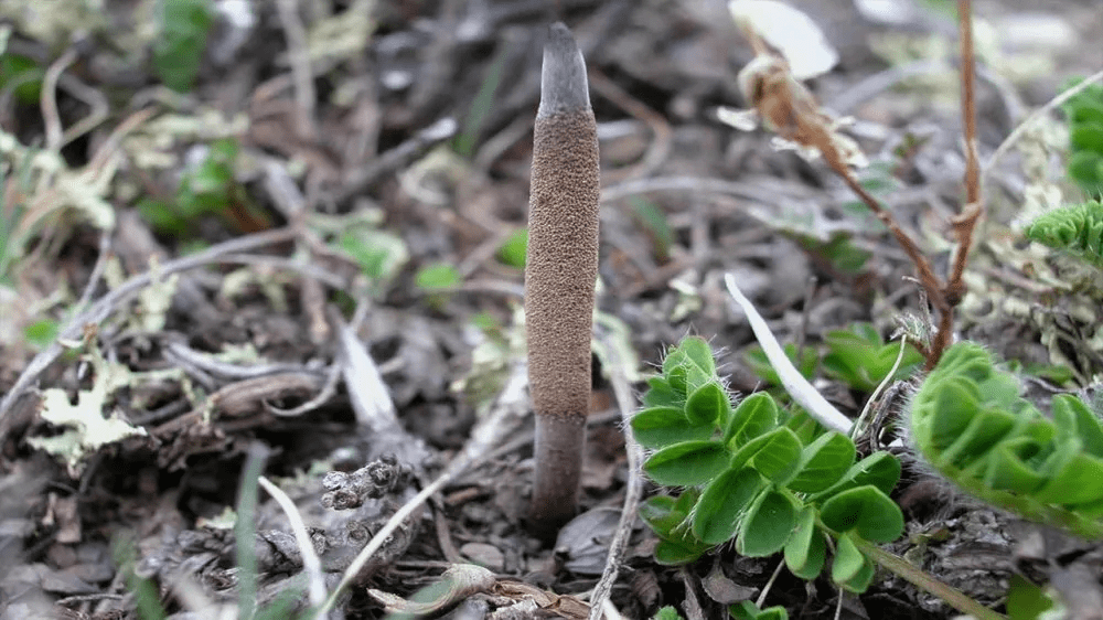 冬时为虫 夏时为草 价值堪比黄金 冬虫夏草