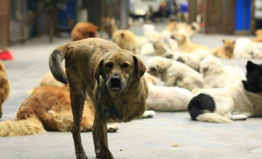 狗为啥怕猫呢 9e7eb3f81fe84263bd1c7d0e01974fd6.jpeg