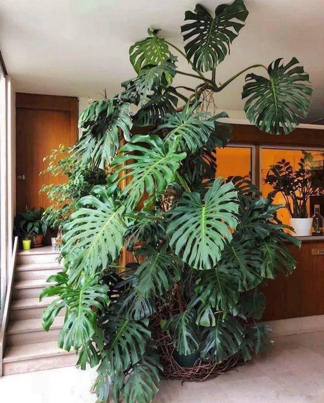 龟背竹怎么长得粗壮 bd99e3510c484c0cb7d516ff2b841c4c.jpeg