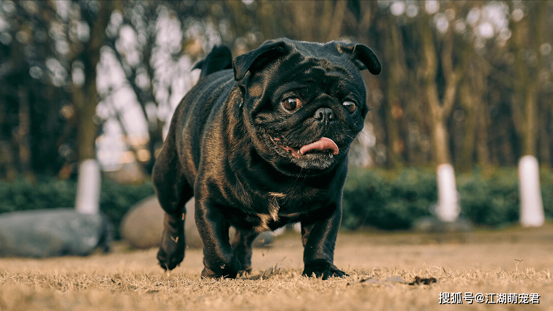 饲养巴哥犬的十大理由,看完后,你心动了吗_狗狗