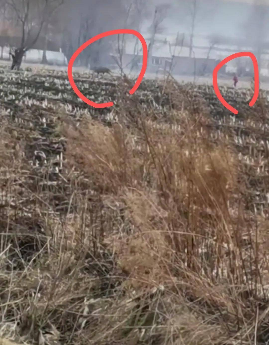 黑龙江野生东北虎进村咬人惊恐现场曝光太震撼了