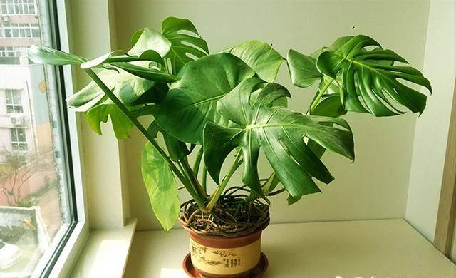 龟背竹怎么换盆视频教学 50aaabf1f2574d069e0cfbc1cfaa12aa.jpeg