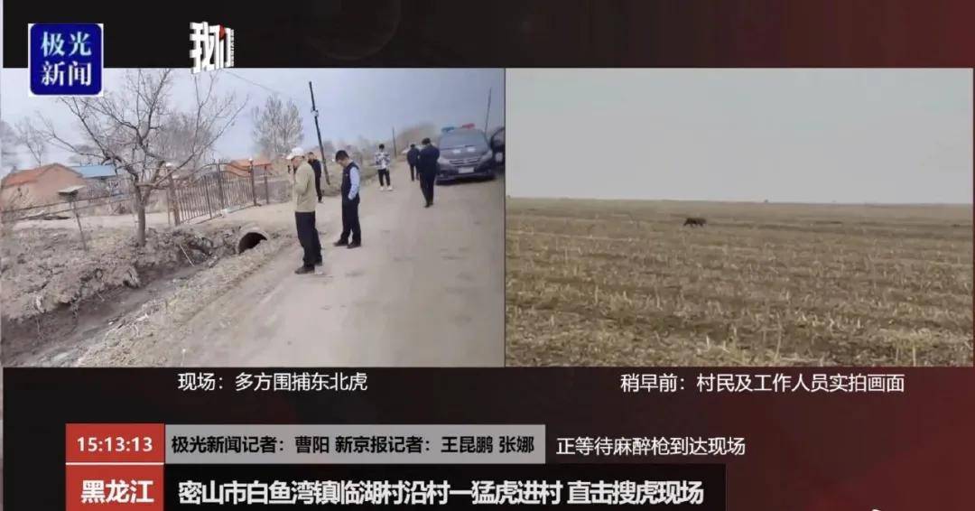 黑龙江野生东北虎进村咬人惊恐现场曝光太震撼了