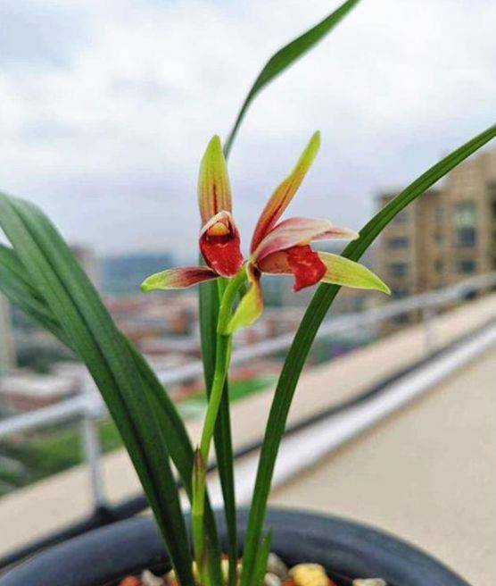 此兰花比鸡血还要红 开花后自带仙气 曾数万元一苗 蘭花言葉赤 存恩网