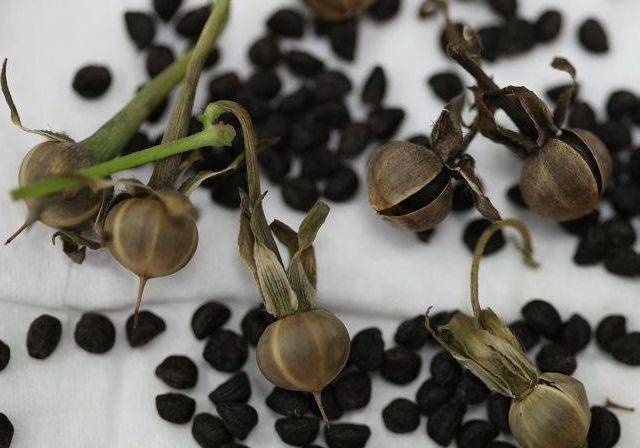 墙角一朵花,种子能治病!喉咙痛,腰疼,水肿,咳嗽立马见效_牵牛花