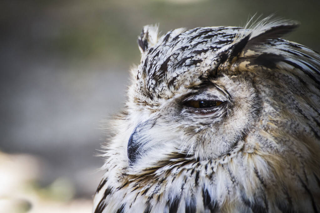 三足鼎立的猛禽呆萌猫头鹰如何混入其中细数猫头鹰的视听盛宴