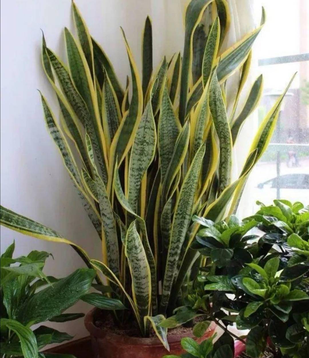 春天养护虎皮兰,给它喂上"2种肥",叶子长得壮,高大又挺拔_植株