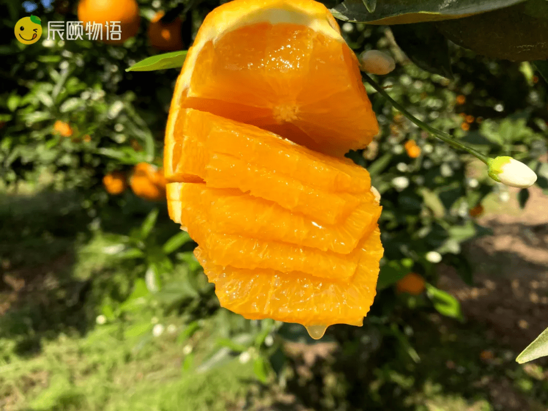 辰颐物语橙王伦晚脐易剥皮肉质致密脆嫩汁多化渣