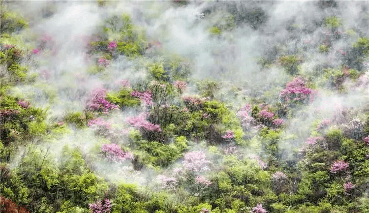 秦岭雨后新洗 观瀑赏花尽在太平国家森林公园 苏宁