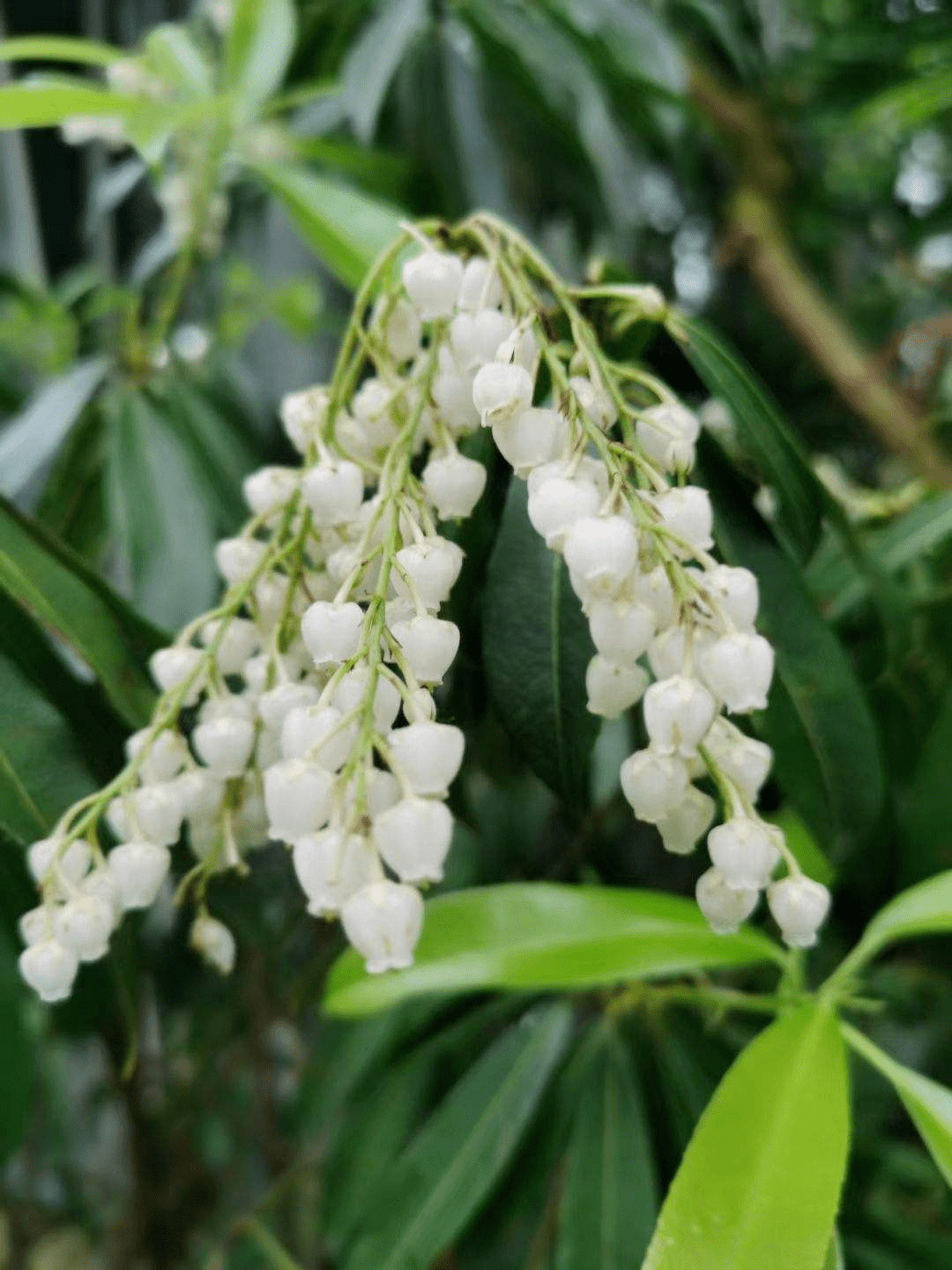 一种植物开花像 小泡泡 见过的人不多 叶子泡水后还能杀虫 繁殖 一种植物开花像 小泡泡 见过的人不多 叶子泡水后还能杀虫 繁殖