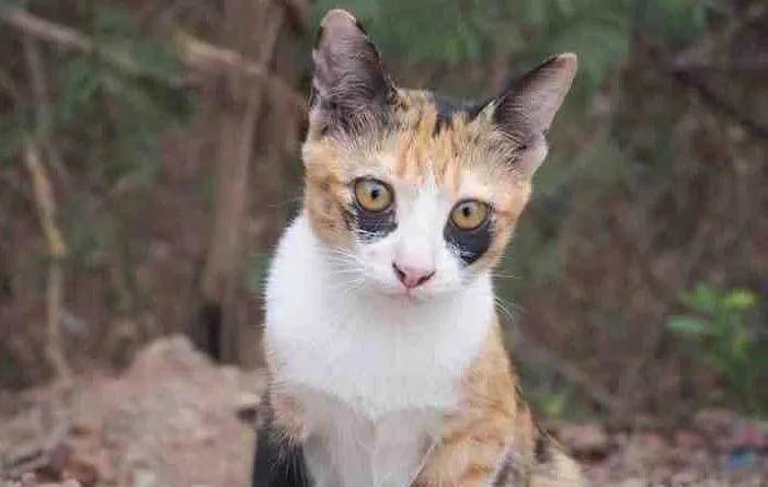 这只猫一出生就有黑眼圈 网友笑抽 一看就知道肾虚 夜猫子