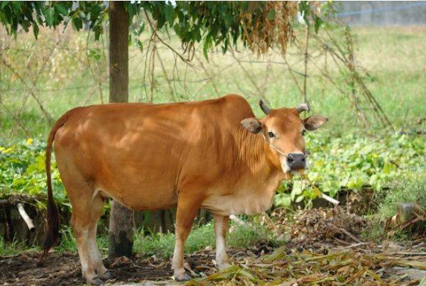 原创生肖牛:一定要重视2个人,一个让你事业有成,一个陪你白头到老