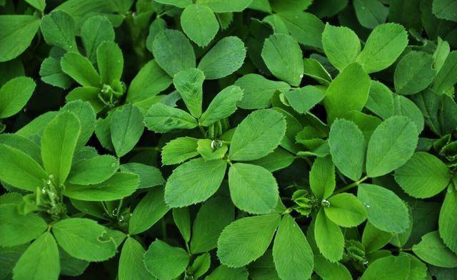 蒜头怎么种植最好方法 5ce795de3c4843f7afc723f2f45f8d49.jpeg