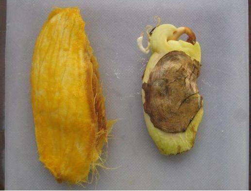 吃剩下的芒果核别扔掉教你这个用途一年能帮家里省下不少钱