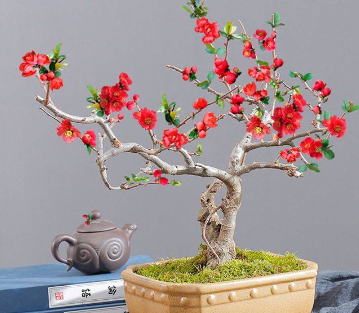 此种花卉,被誉为花卉界的红宝石,高端大气上档次_海棠花