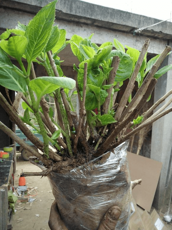 龟背竹怎么养成老桩呢 a632c1df6864433dbdab87914d743d62.png