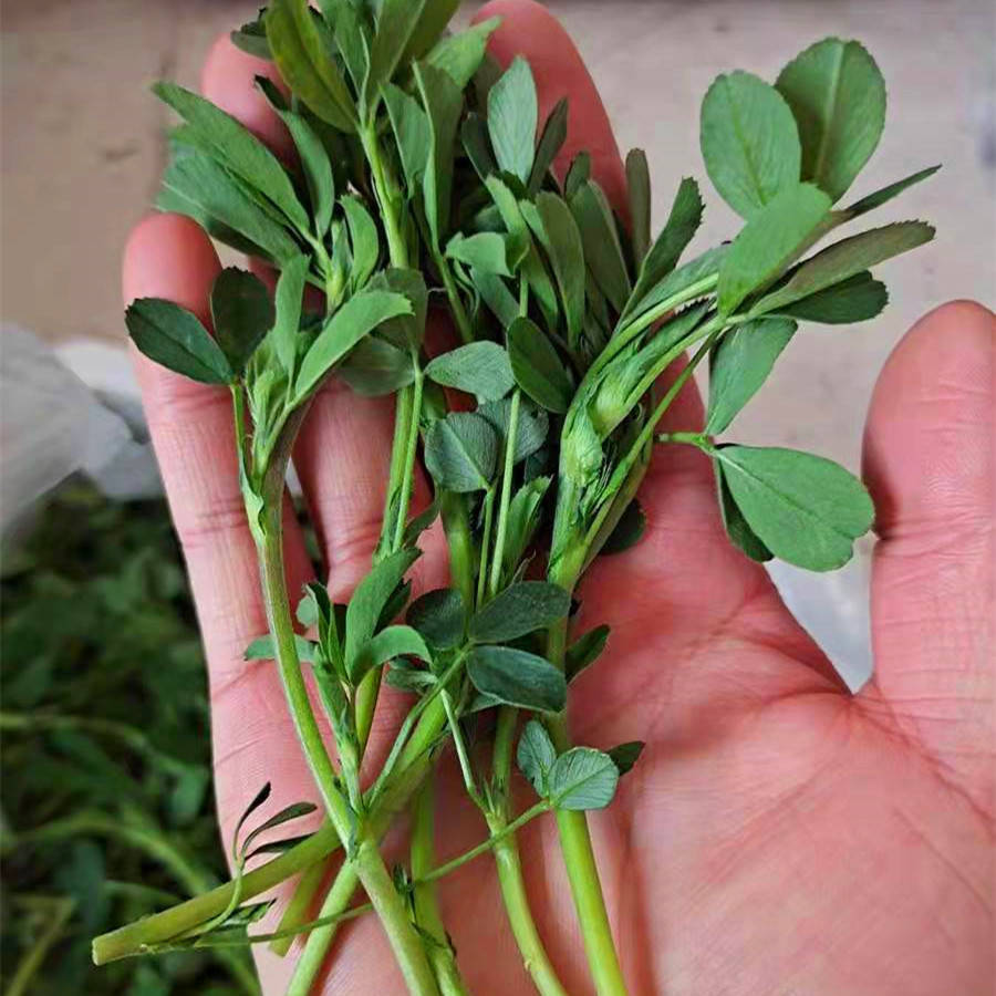 这菜浑身都是宝,可惜很多人当草,经常上火多吃点,拌一拌特香!_苜蓿