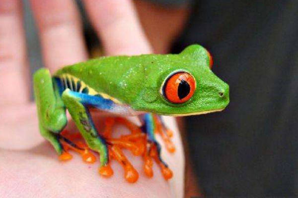 已经过了入门的阶段想要挑战高难度的宠物蛙那就选这3种吧