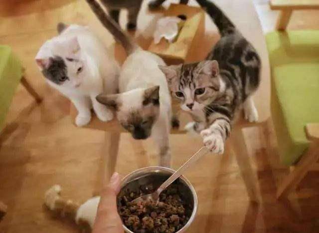 怎么看小猫吃饱没 363fa72ec3e944a78f86940807263623.jpeg