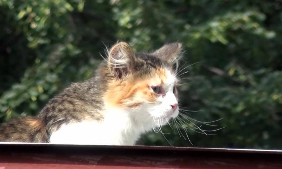 小宵虎南ssis-308