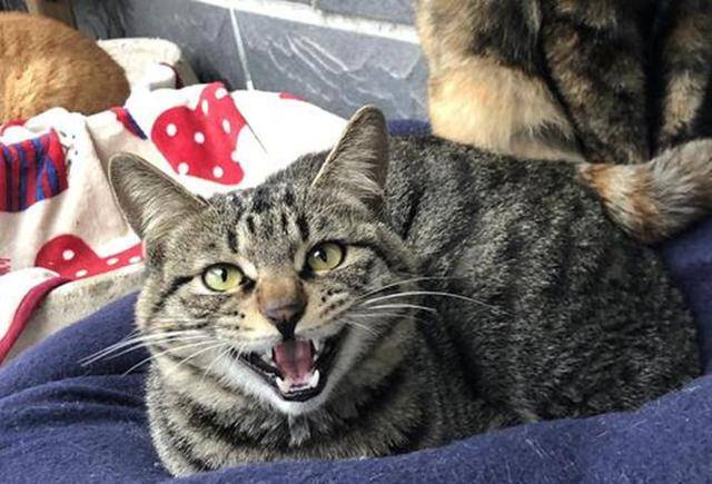 什么|狸花猫在书架上做了个窝，主人回家看到猫咪的新窝后，气到发抖