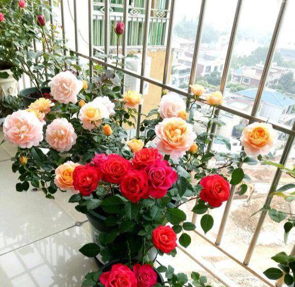 e8ce169bdf5b4683a634cac66e9eba9e.jpeg