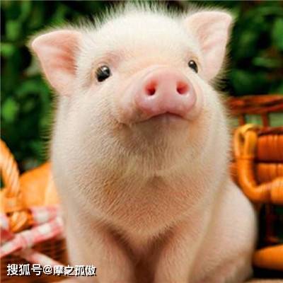 农历四月初四生日猪男好不好