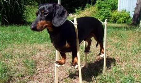 怎么看小狗的腿是长是短 222d41d4ec9b4194a8ebcf9259e6858b.jpeg