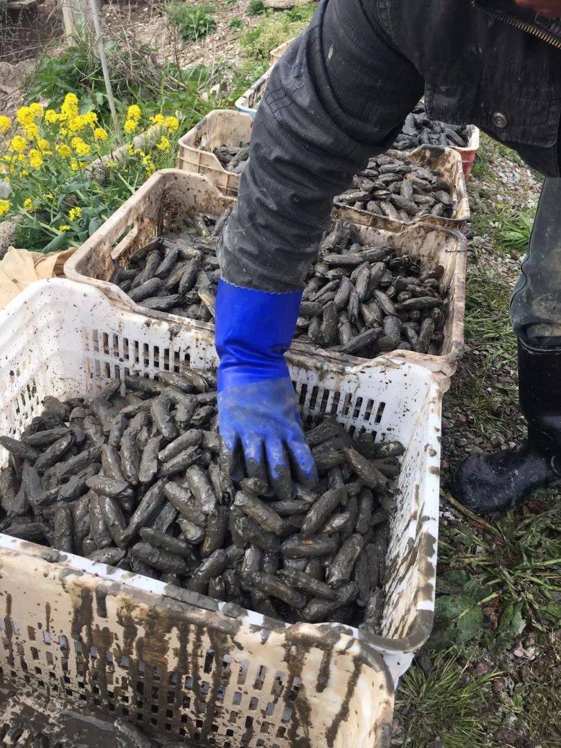 原创
【海错图爱情笔记】莫扎特跟蛏子一样,有恋污癖?!
蛏
