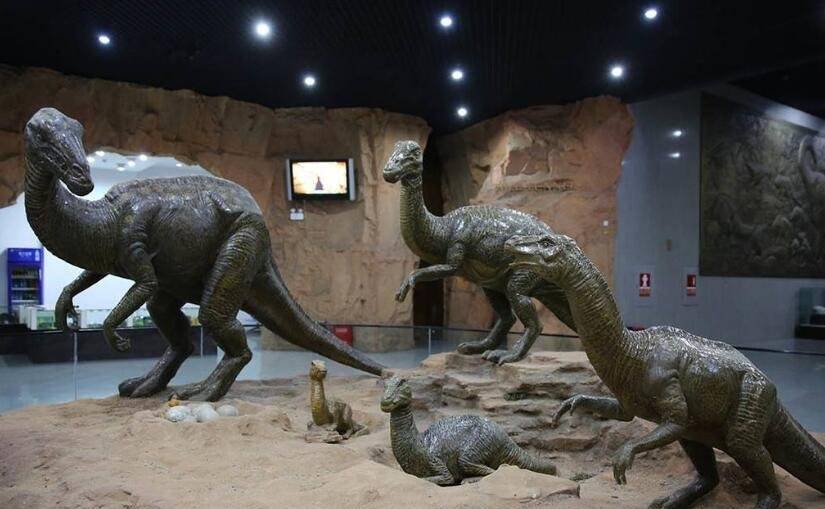 江西工地挖出6600万年前恐龙蛋化石 现已被收入博物馆