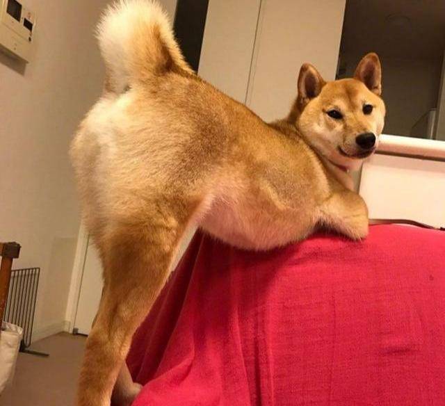 狗为啥一直伸懒腰 c63597e4657e4baa854f5324739402f9.jpeg