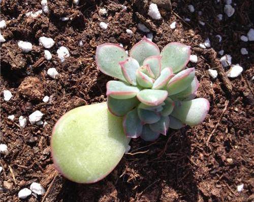 多肉怎么叶片扦插 d155ea1d38d5442282c6dd58fb284563.jpeg