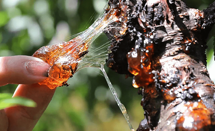 桃胶是什么 功效有这么神奇吗 桃胶的食用禁忌可要注意了 桃树