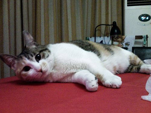怎么养猫才能养好小猫 09f097335f234e4f8e76e58eebcc9647.jpeg