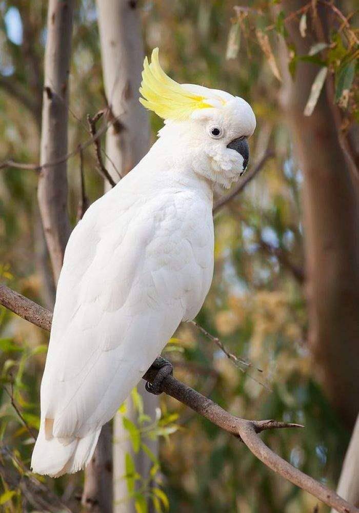 金刚鹦鹉多少钱 2cab9283f7c7432bb360daa3a3e180d1.jpeg