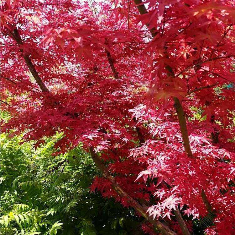 春暮红叶 美若朝霞 诗五首 七绝