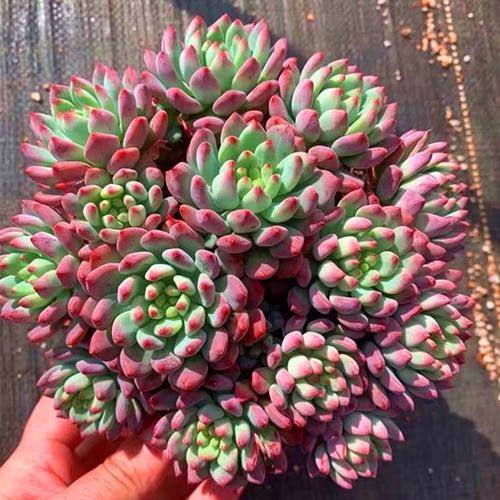 蓝苹果徒长不好看,保持好心态,叶子红润上色美