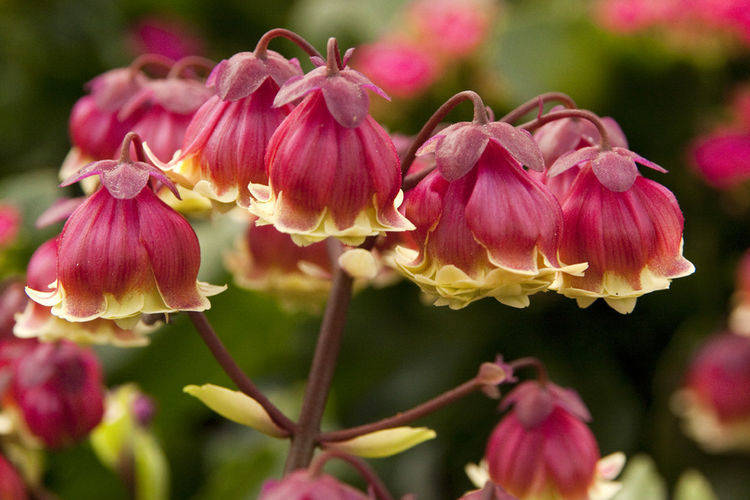 春季就养此款花卉 便宜又好养 全年开花不停 花朵粉嫩丰腴 植物